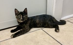 My name is Bobbi and I have been told that I am a beautiful torti I enjoy petting and you