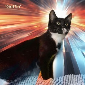 Griffin is a handsome boy who is very shy He will need a quiet home with a patient adopter who