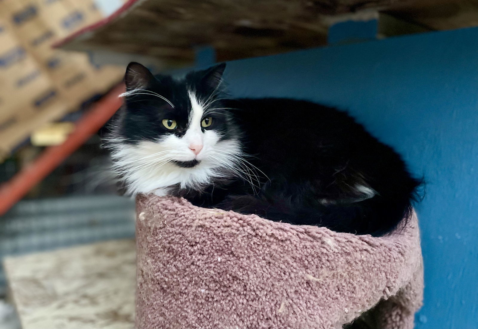 Bailey, an adoptable Tuxedo, Domestic Long Hair in Williamsburg, NM, 87942 | Photo Image 1