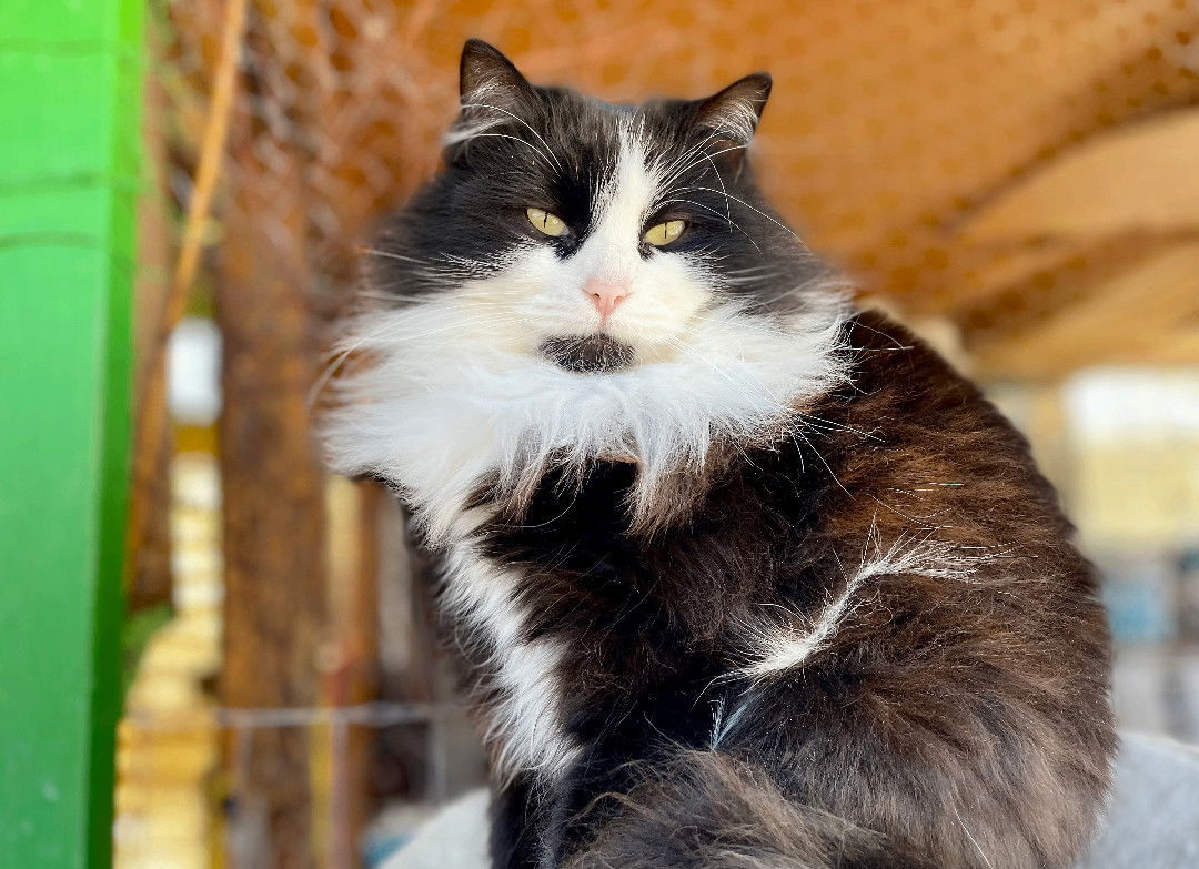 Bailey, an adoptable Tuxedo, Domestic Long Hair in Williamsburg, NM, 87942 | Photo Image 2