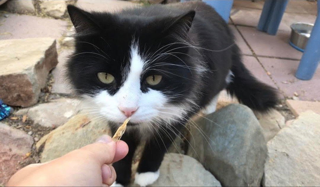 Bailey, an adoptable Tuxedo, Domestic Long Hair in Williamsburg, NM, 87942 | Photo Image 3