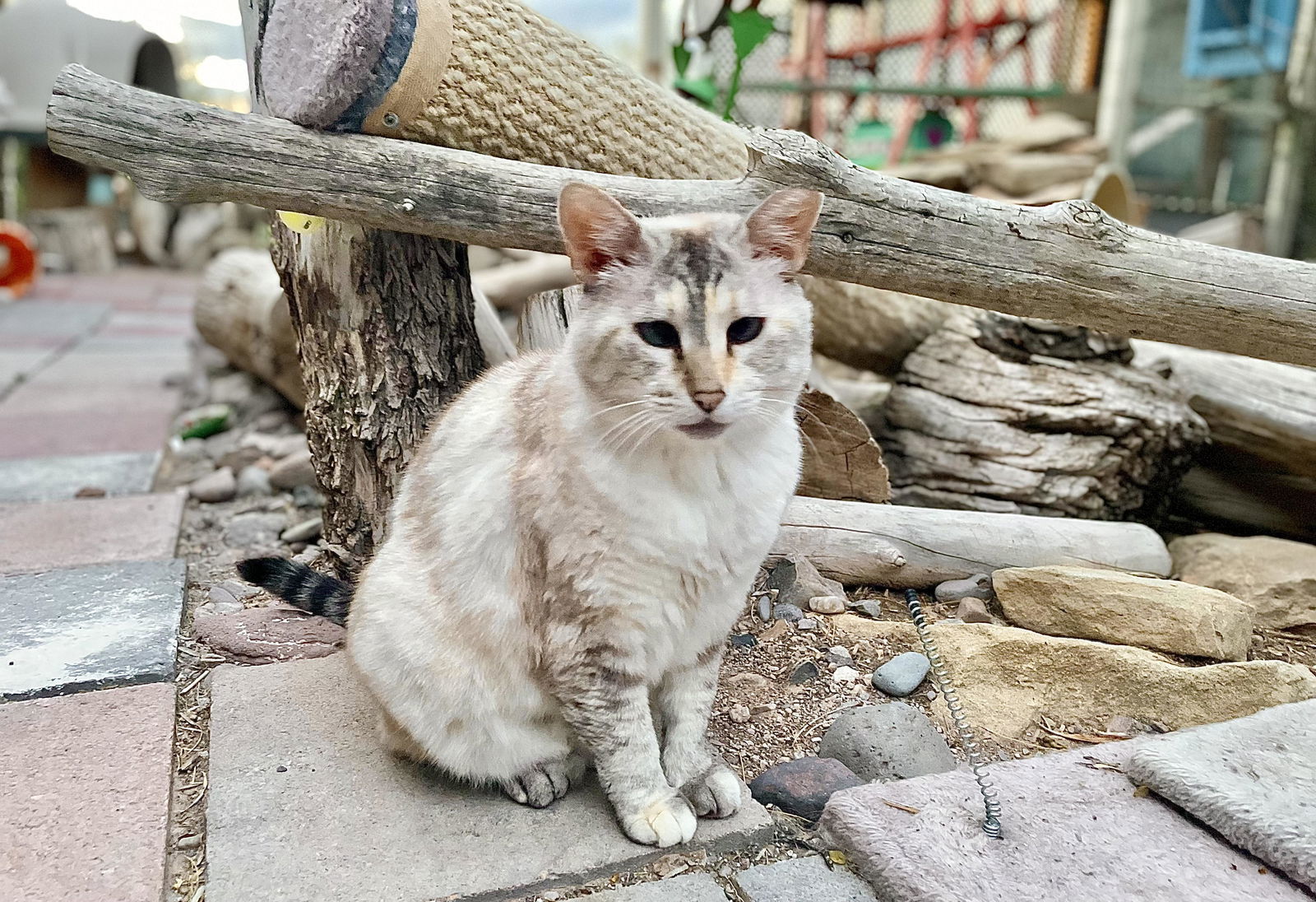 Oracle, an adoptable Siamese in Williamsburg, NM, 87942 | Photo Image 2