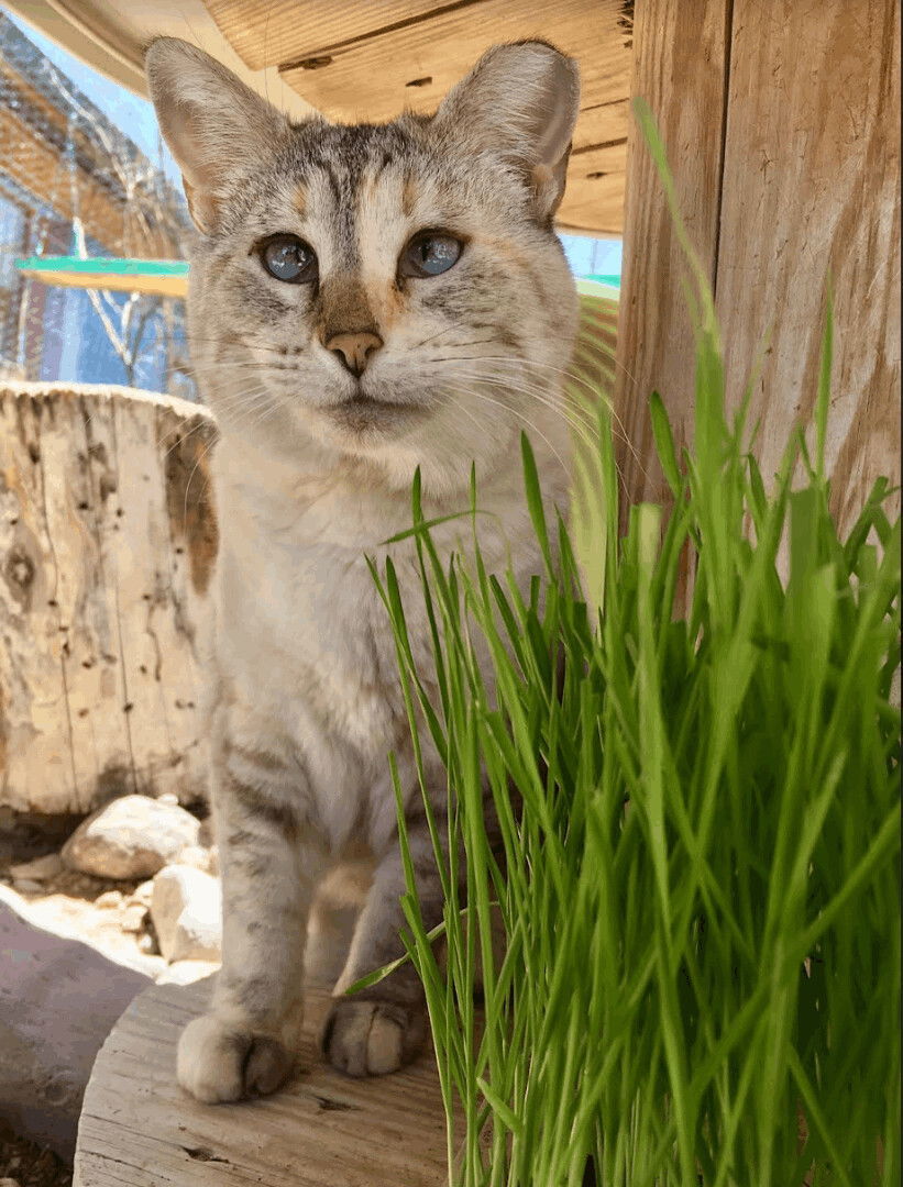 Oracle, an adoptable Siamese in Williamsburg, NM, 87942 | Photo Image 3
