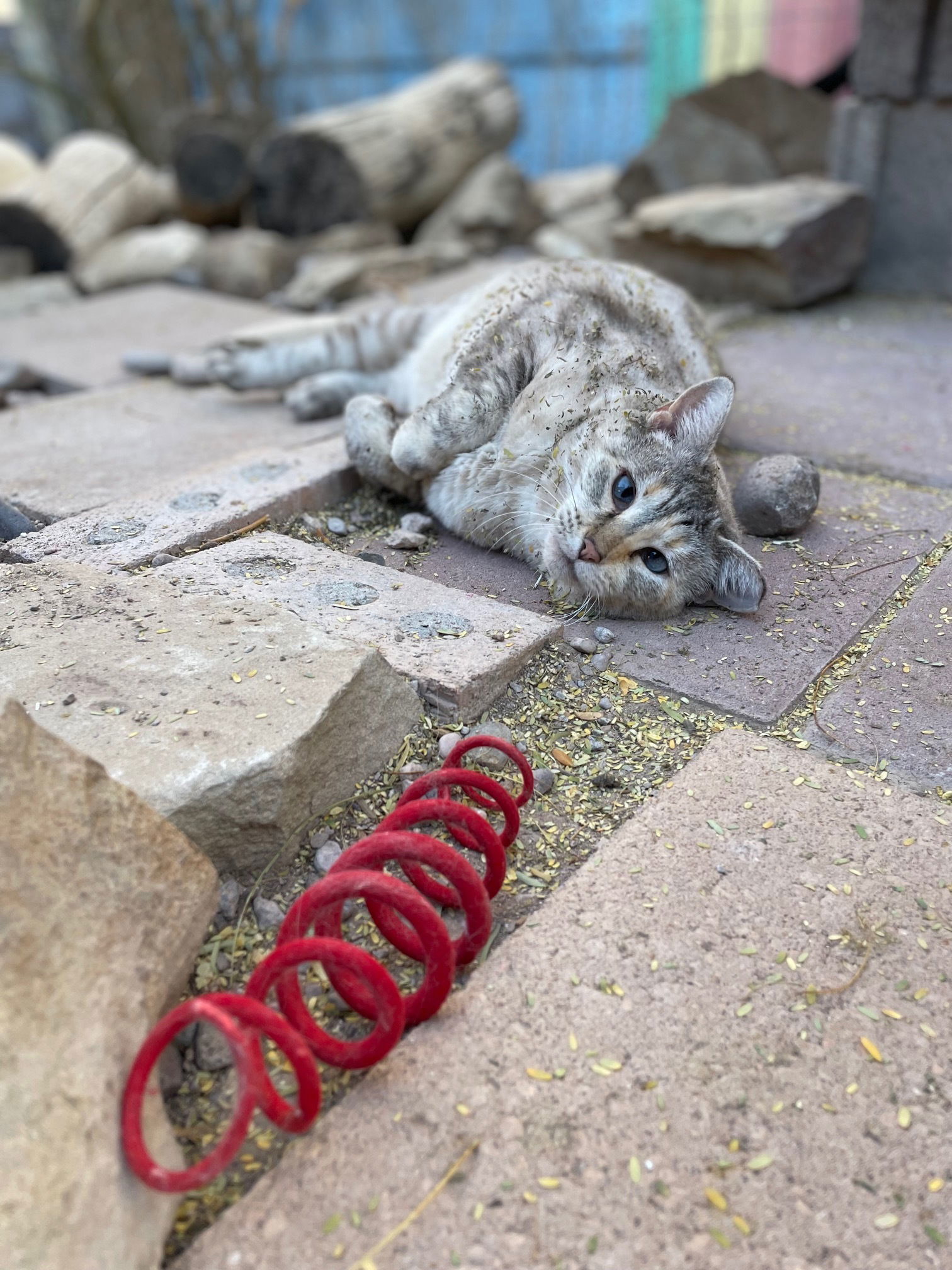 Oracle, an adoptable Siamese in Williamsburg, NM, 87942 | Photo Image 4