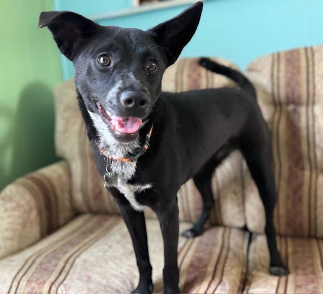 Cookie, an adoptable Australian Cattle Dog / Blue Heeler in Williamsburg, NM, 87942 | Photo Image 7