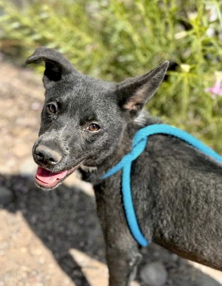 Cookie, an adoptable Australian Cattle Dog / Blue Heeler in Williamsburg, NM, 87942 | Photo Image 8