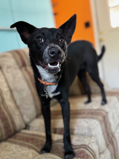 Cookie, an adoptable Australian Cattle Dog / Blue Heeler in Williamsburg, NM, 87942 | Photo Image 9