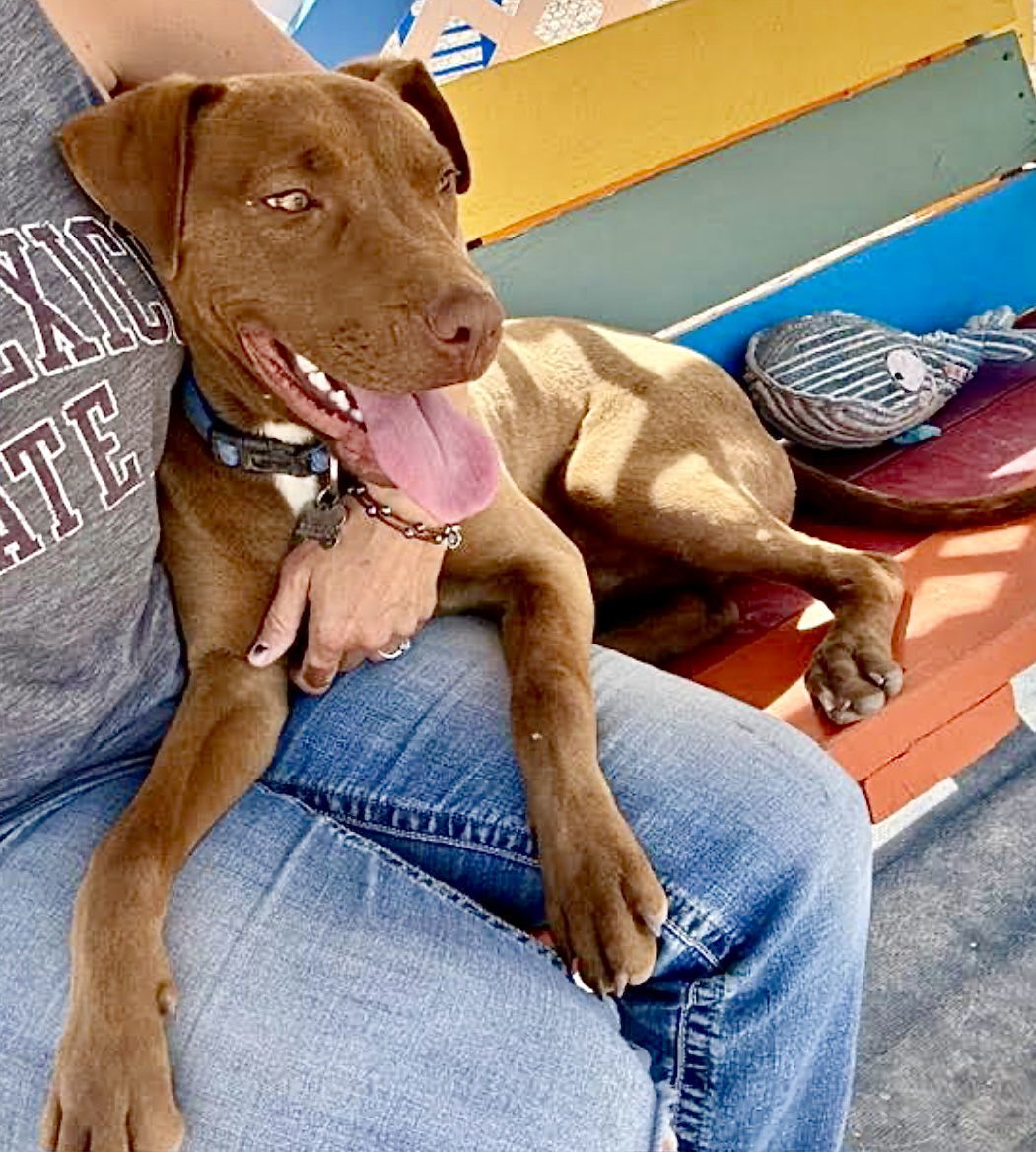 Twix, an adoptable Chocolate Labrador Retriever in Williamsburg, NM, 87942 | Photo Image 1