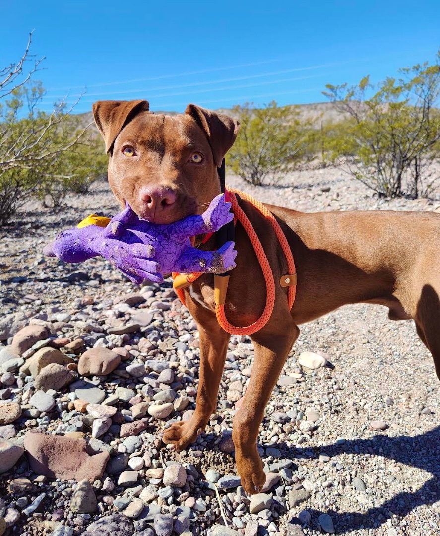 Twix, an adoptable Chocolate Labrador Retriever in Williamsburg, NM, 87942 | Photo Image 3