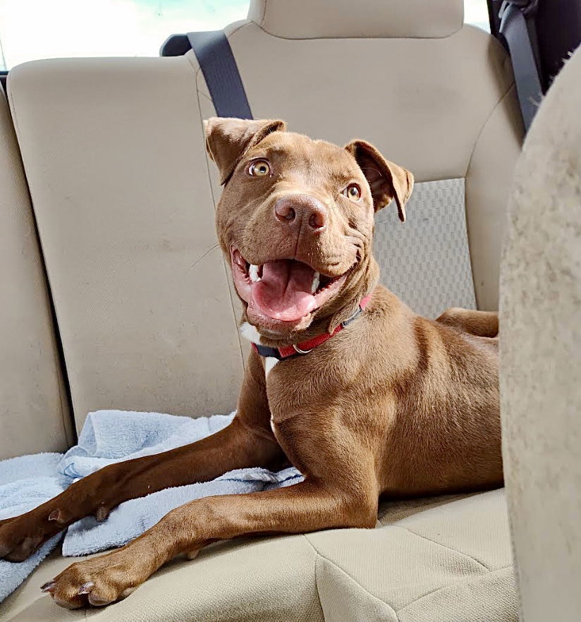 Twix, an adoptable Chocolate Labrador Retriever in Williamsburg, NM, 87942 | Photo Image 3