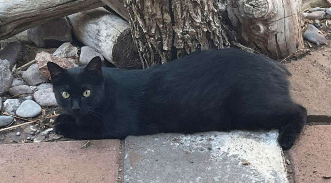 Inkspot, an adoptable Domestic Short Hair in Williamsburg, NM, 87942 | Photo Image 3