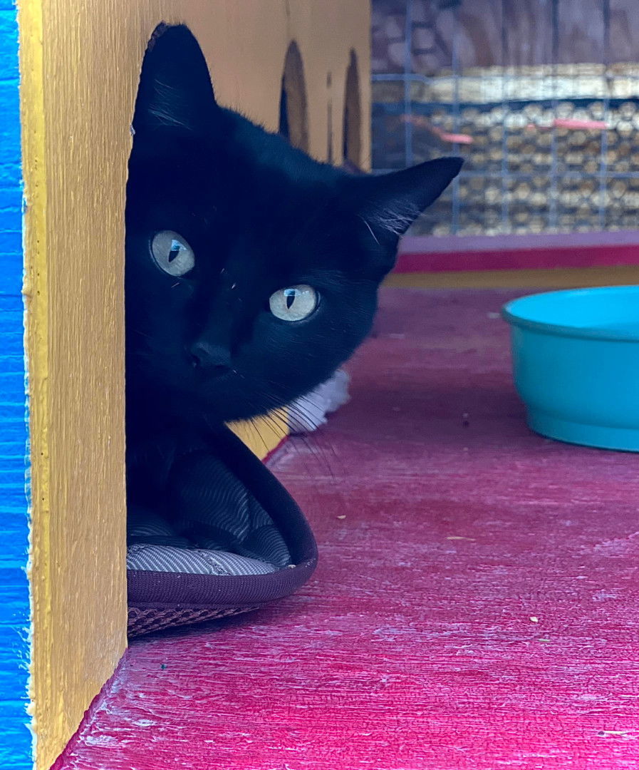 Inkspot, an adoptable Domestic Short Hair in Williamsburg, NM, 87942 | Photo Image 4