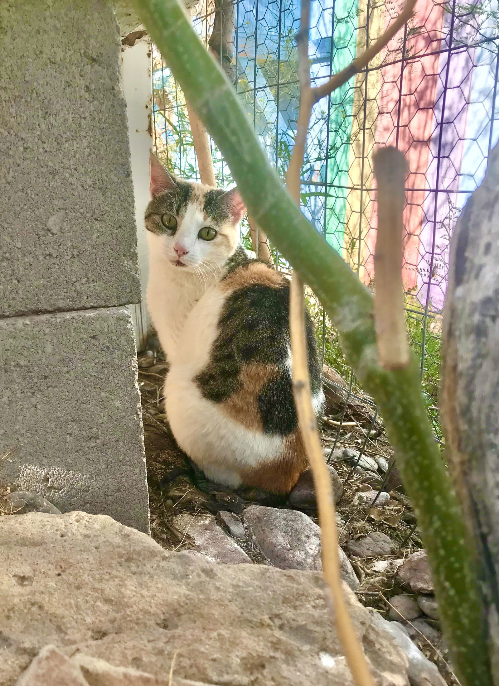Sweet Baby James, an adoptable Calico in Williamsburg, NM, 87942 | Photo Image 3