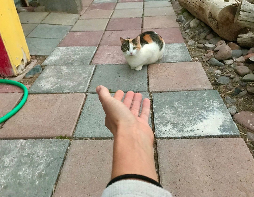 Sweet Baby James, an adoptable Calico in Williamsburg, NM, 87942 | Photo Image 5