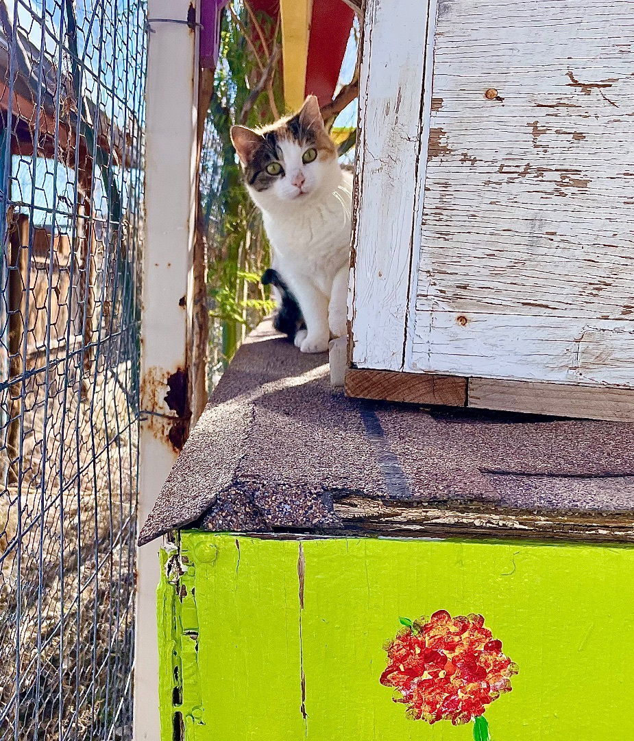 Sweet Baby James, an adoptable Calico in Williamsburg, NM, 87942 | Photo Image 6