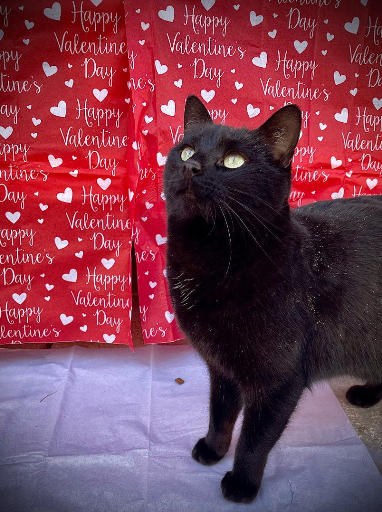 Puddy Cat, an adoptable Domestic Short Hair in Williamsburg, NM, 87942 | Photo Image 1