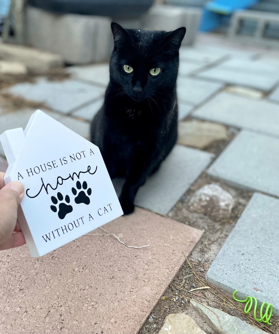 Puddy Cat, an adoptable Domestic Short Hair in Williamsburg, NM, 87942 | Photo Image 2