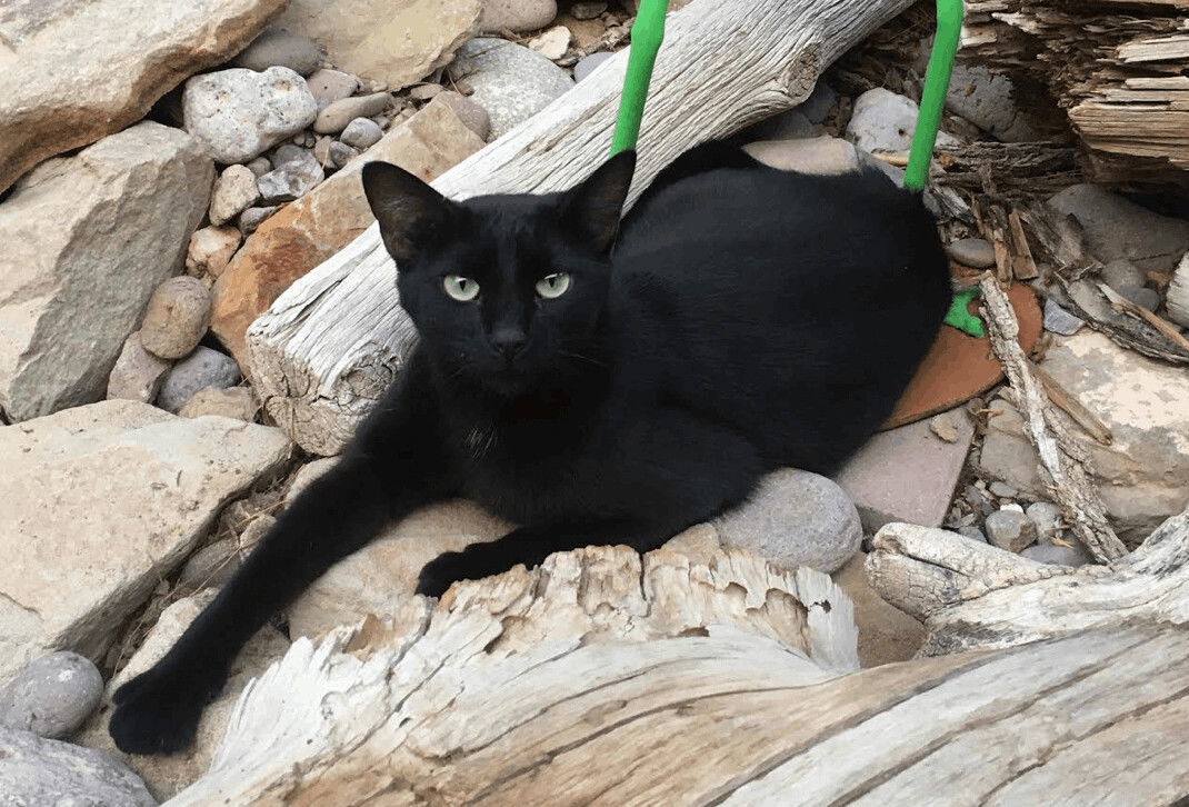 Puddy Cat, an adoptable Domestic Short Hair in Williamsburg, NM, 87942 | Photo Image 3