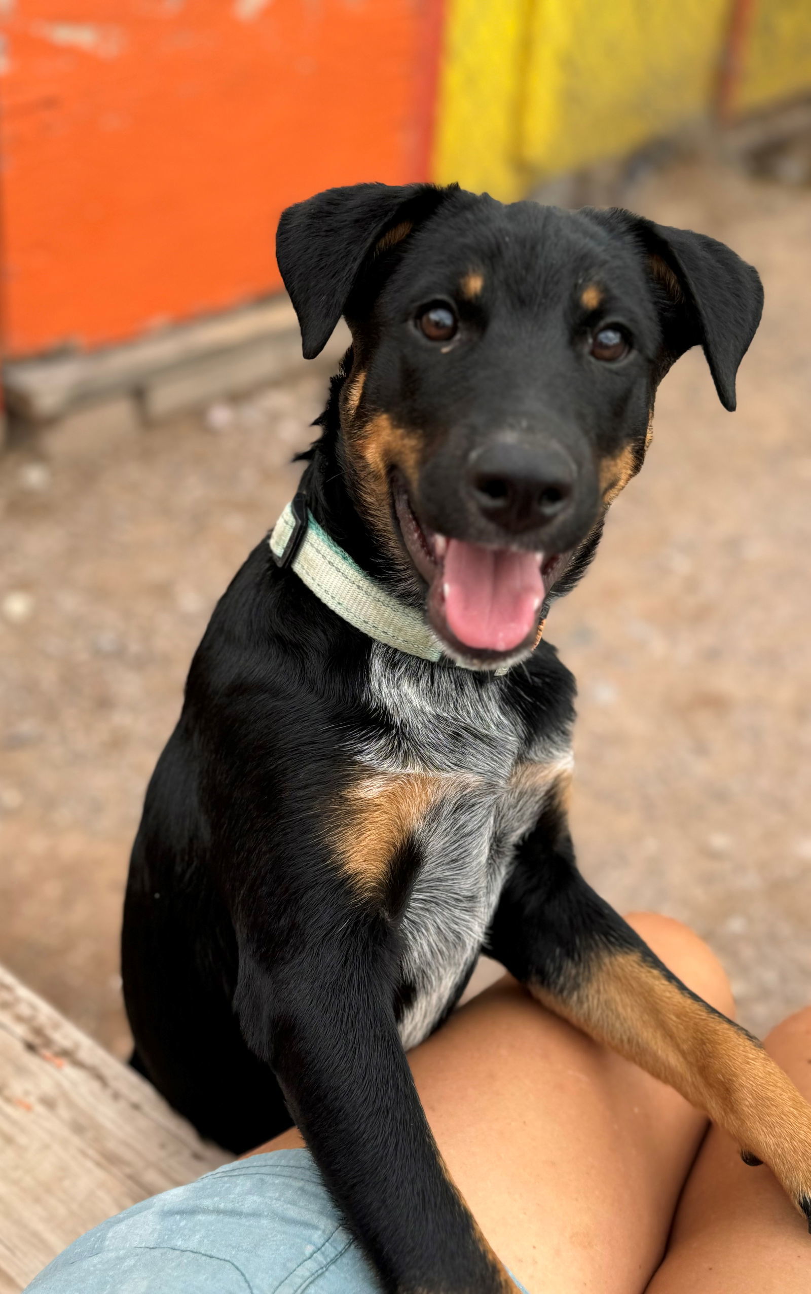 Major, an adoptable Australian Cattle Dog / Blue Heeler in Williamsburg, NM, 87942 | Photo Image 1