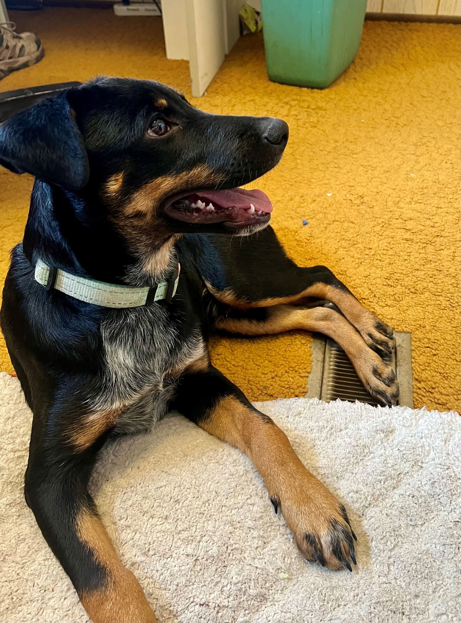 Major, an adoptable Australian Cattle Dog / Blue Heeler in Williamsburg, NM, 87942 | Photo Image 2