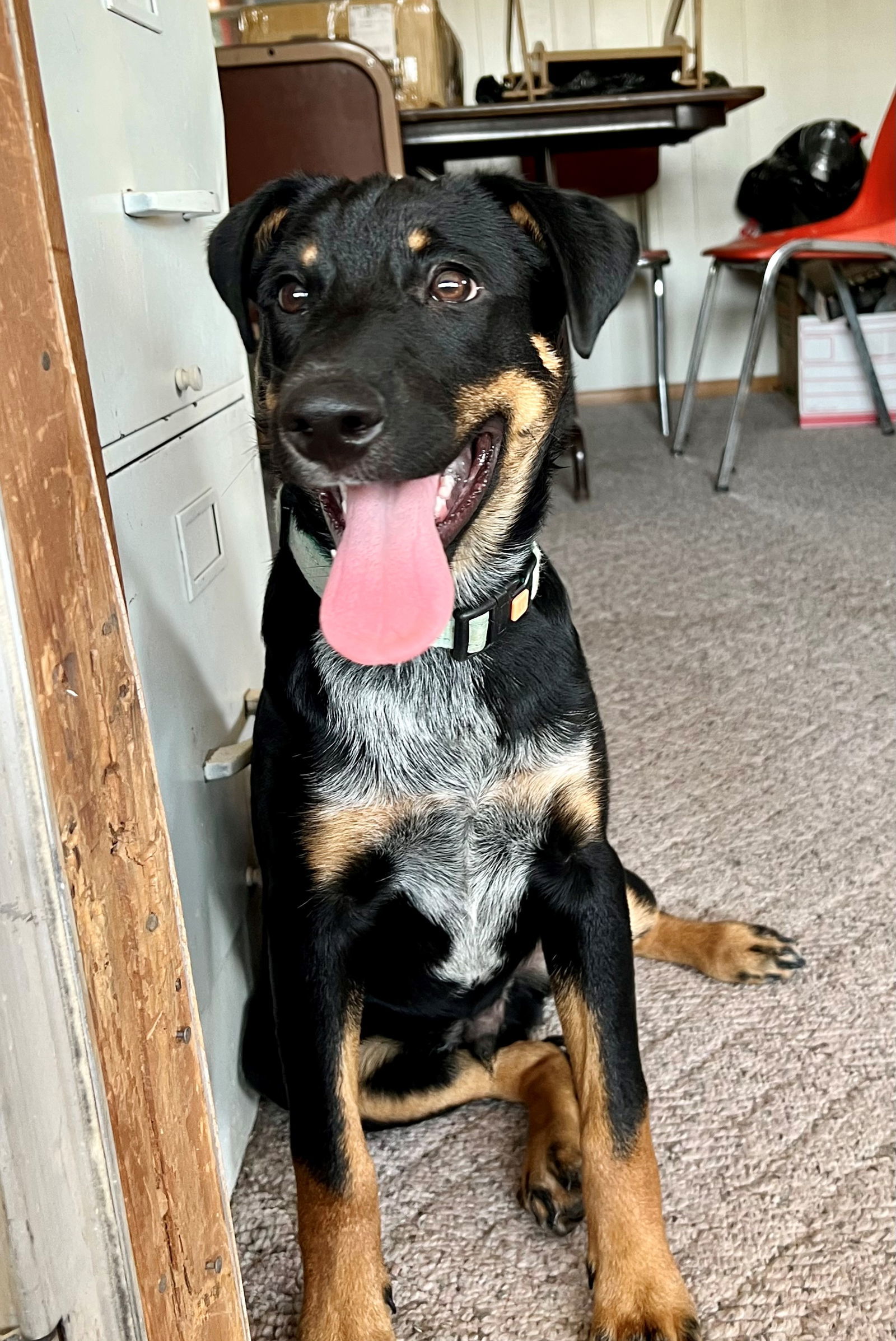 Major, an adoptable Australian Cattle Dog / Blue Heeler in Williamsburg, NM, 87942 | Photo Image 3