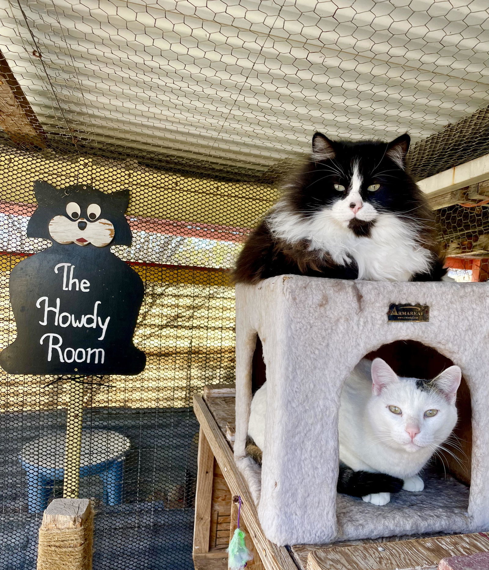 Alex and Feather --Together Forever!, an adoptable Tuxedo, Domestic Short Hair in Williamsburg, NM, 87942 | Photo Image 1