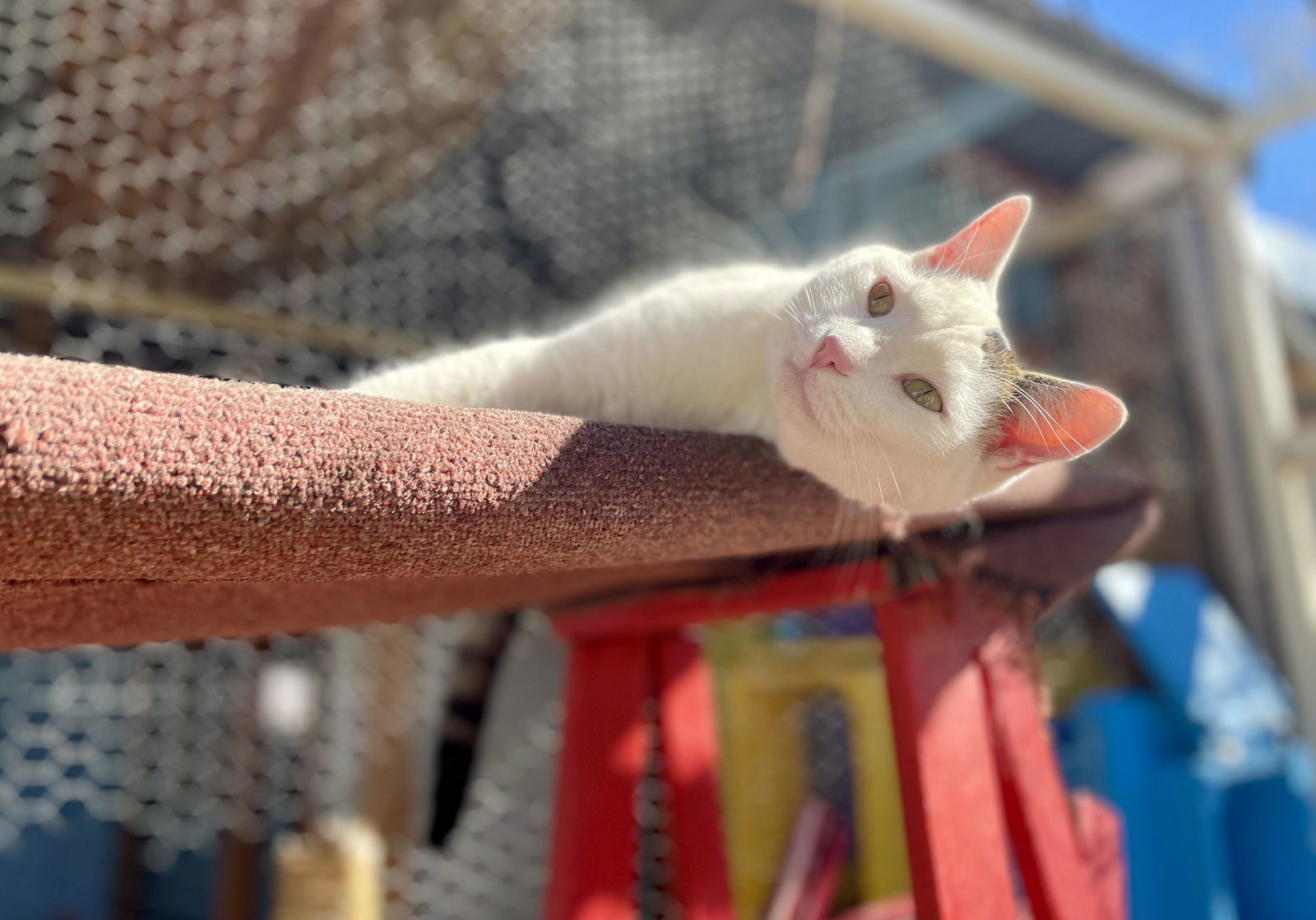 Alex and Feather --Together Forever!, an adoptable Tuxedo, Domestic Short Hair in Williamsburg, NM, 87942 | Photo Image 2