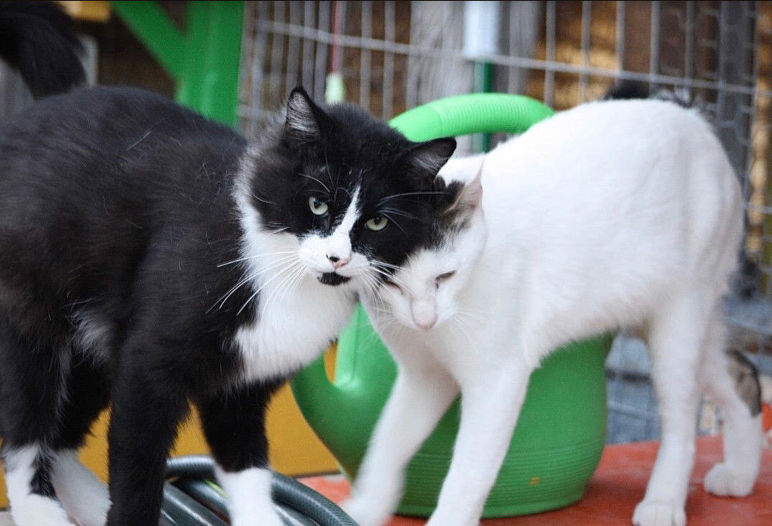 Alex and Feather --Together Forever!, an adoptable Tuxedo, Domestic Short Hair in Williamsburg, NM, 87942 | Photo Image 3