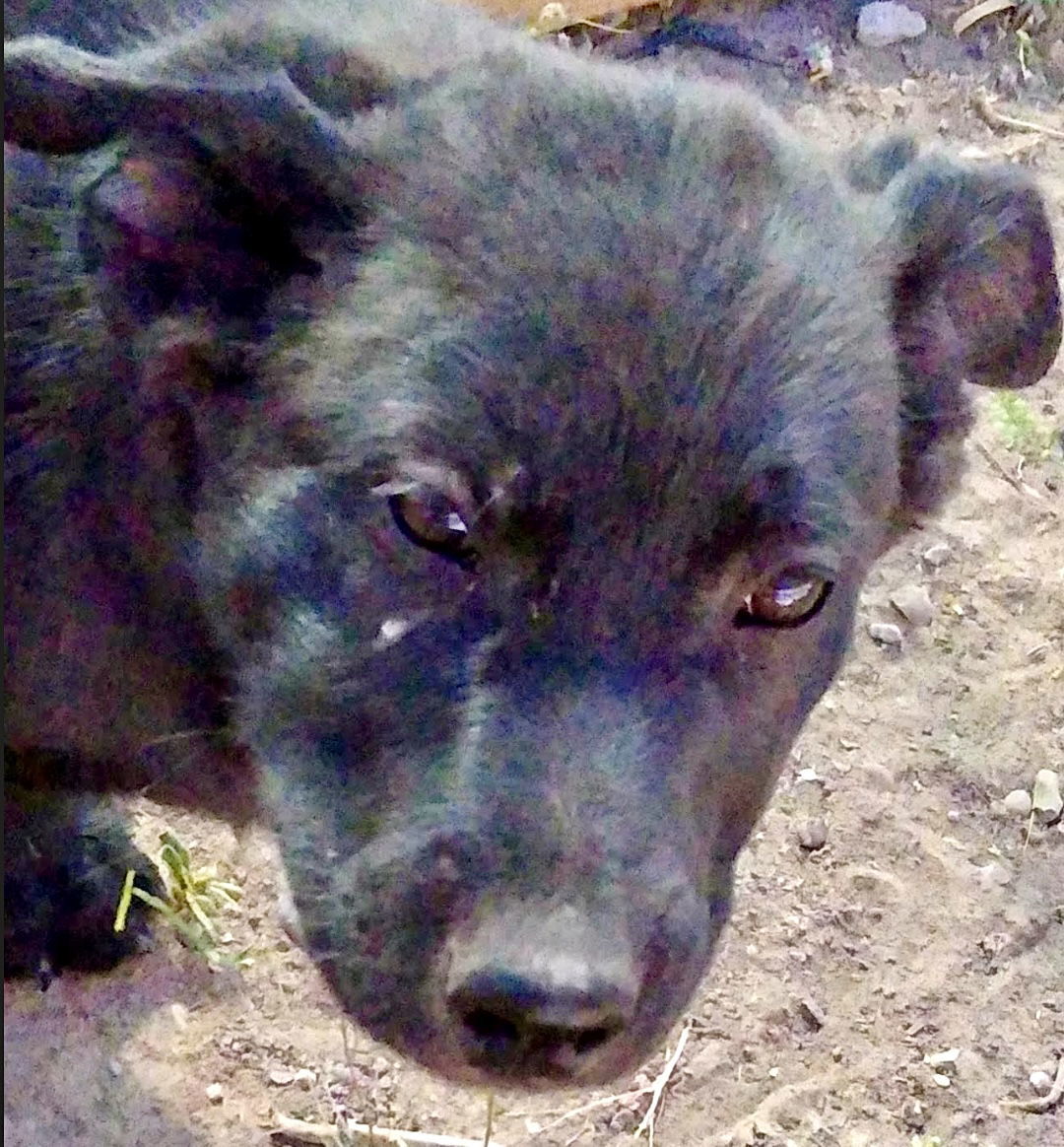 Pookie, an adoptable Black Labrador Retriever, American Staffordshire Terrier in Williamsburg, NM, 87942 | Photo Image 1