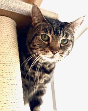 Cheyenne, Senior Female Domestic Short Hair
