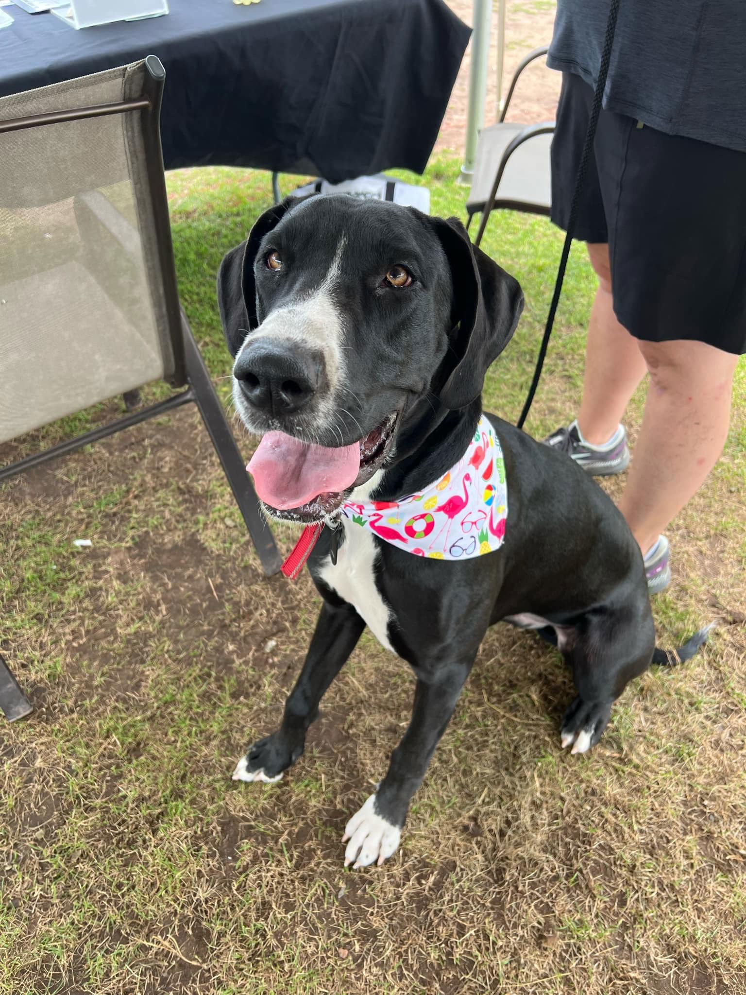 Destiny Rose, an adoptable Great Dane in Duluth, MN, 55807 | Photo Image 2