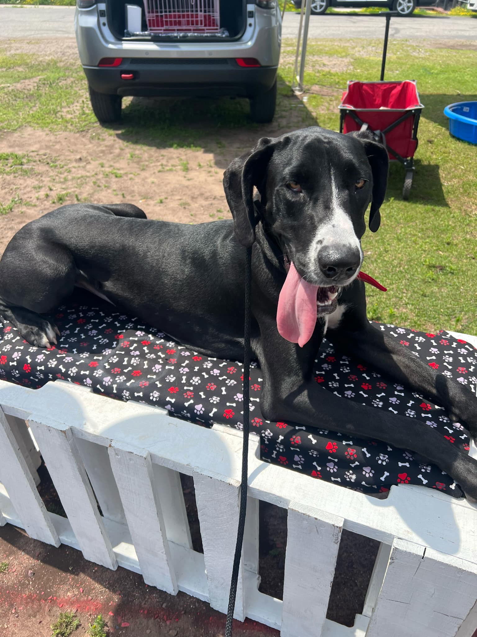 Destiny Rose, an adoptable Great Dane in Duluth, MN, 55807 | Photo Image 3