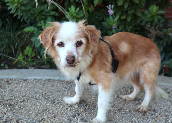 Jermaine, an adoptable Spaniel in San Gabriel, CA, 91776 | Photo Image 2