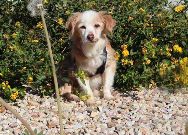 Jermaine, an adoptable Spaniel in San Gabriel, CA, 91776 | Photo Image 3