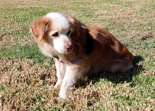 Jermaine, an adoptable Spaniel in San Gabriel, CA, 91776 | Photo Image 4