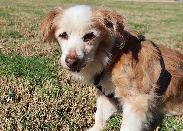 Jermaine, an adoptable Spaniel in San Gabriel, CA, 91776 | Photo Image 5