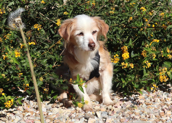 Jermaine, an adoptable Spaniel in San Gabriel, CA, 91776 | Photo Image 6