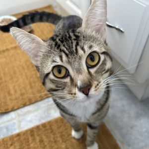 Phoenix Domestic Short Hair Cat