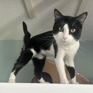 Jack is a dapper tuxedo-clad gentleman who is ready to waltz into your heart and home This charmin