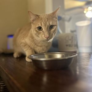 Bowser Domestic Short Hair Cat