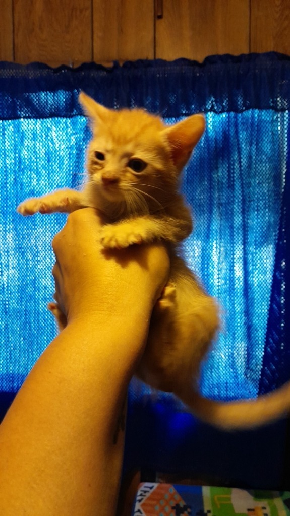 Popper, an adoptable Domestic Short Hair in Brownwood, TX, 76801 | Photo Image 1