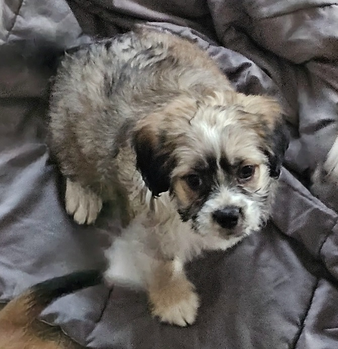 Chad, an adoptable Spaniel, Pomeranian in Thompson Falls, MT, 59873 | Photo Image 1