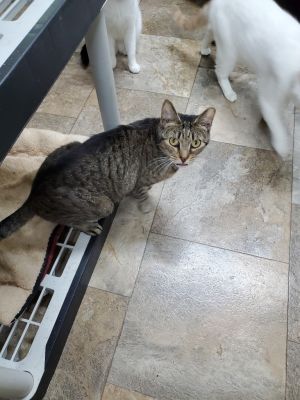 Lala, Adult Female unknown