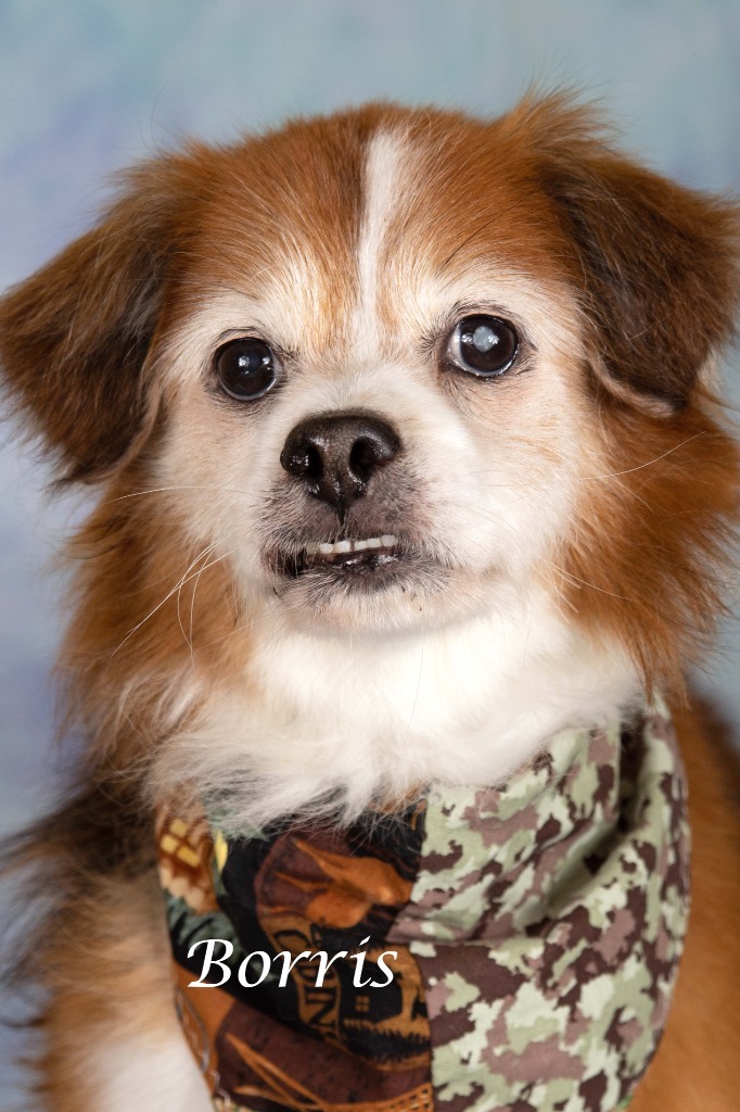 Borris, an adoptable Spaniel, Shepherd in Gilbert, AZ, 85234 | Photo Image 1