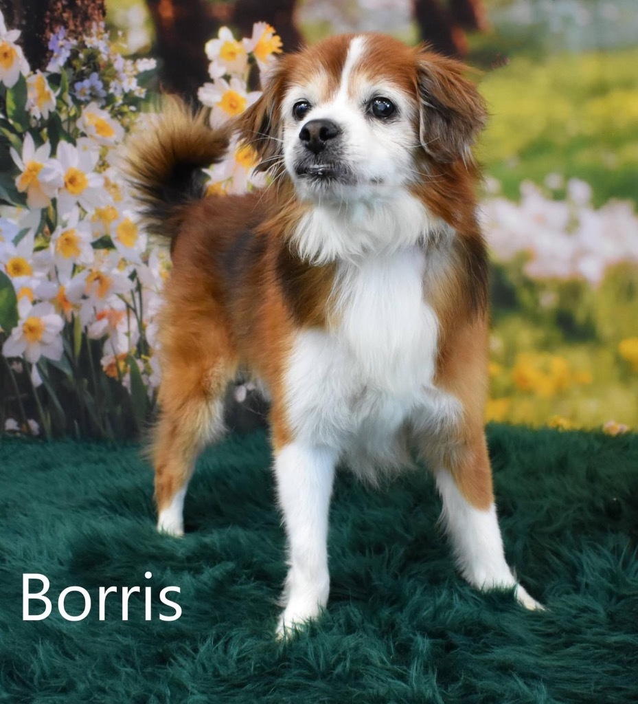 Borris