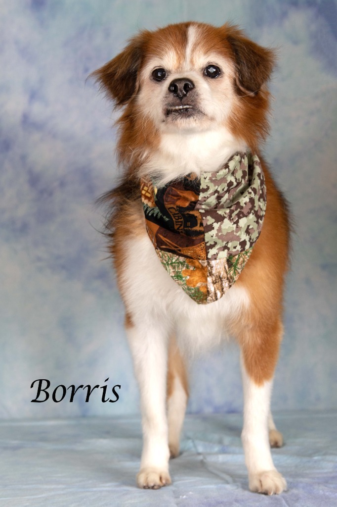 Borris, an adoptable Spaniel, Shepherd in Gilbert, AZ, 85234 | Photo Image 3