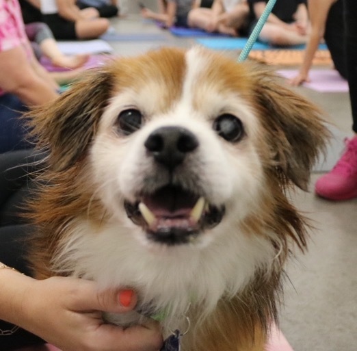 Borris, an adoptable Spaniel, Shepherd in Gilbert, AZ, 85234 | Photo Image 4