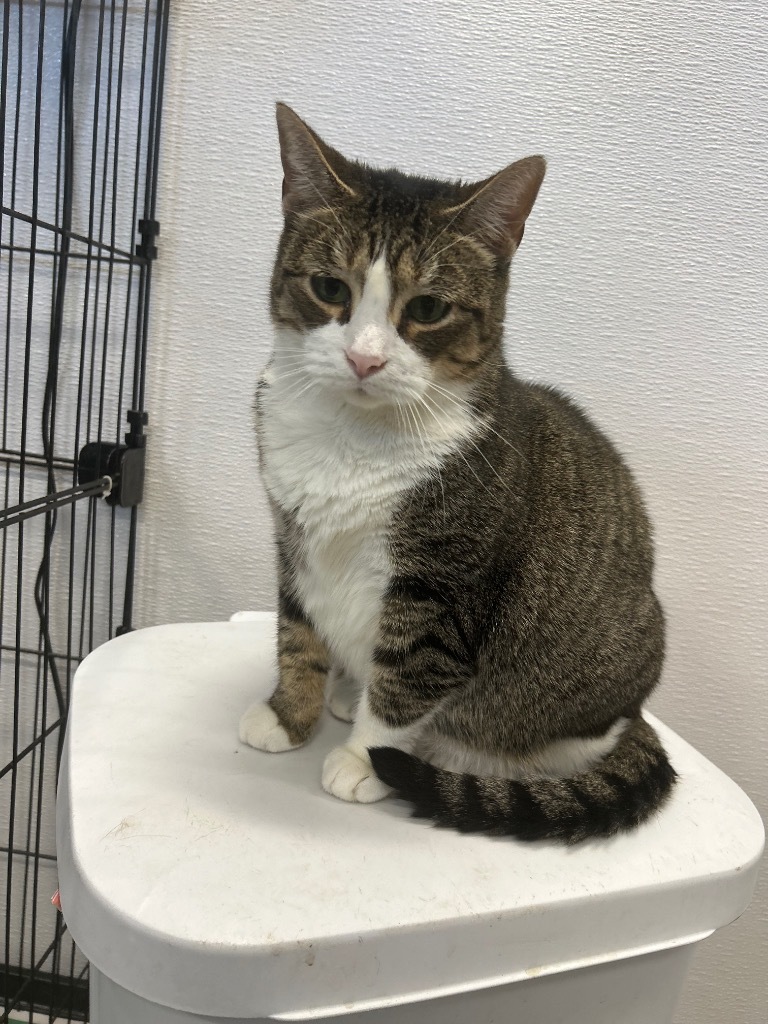 Leia, an adoptable Domestic Short Hair in Denham Springs, LA, 70726 | Photo Image 1