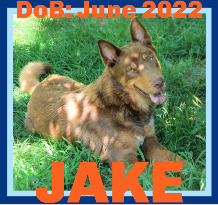 JAKE, an adoptable German Shepherd Dog in Sebec, ME, 04481 | Photo Image 2