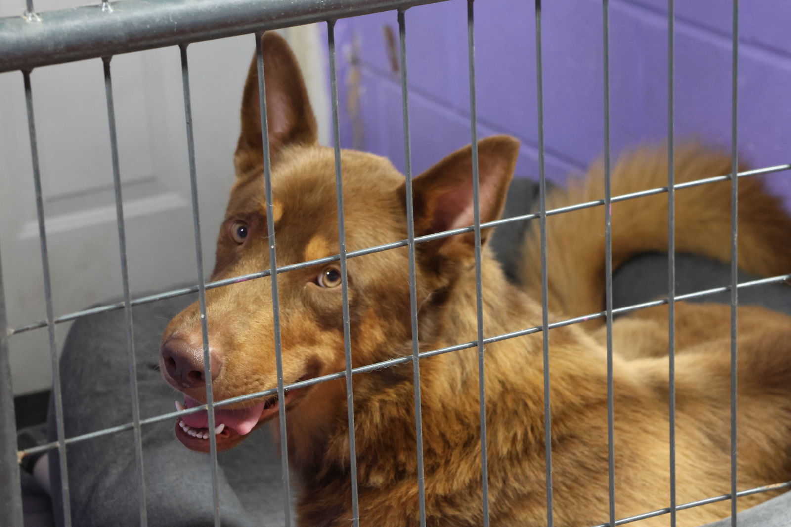 JAKE, an adoptable German Shepherd Dog in Sebec, ME, 04481 | Photo Image 3